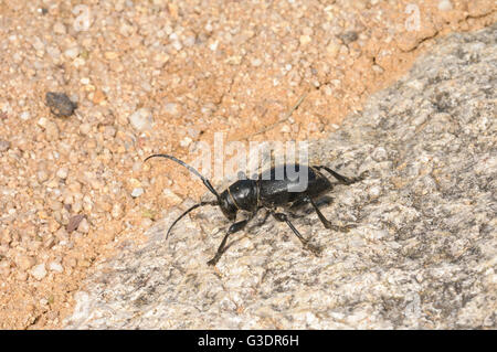 Kaktus Longhorn Beetle, Moneilema Gigas, Green Valley, Arizona, USA Stockfoto