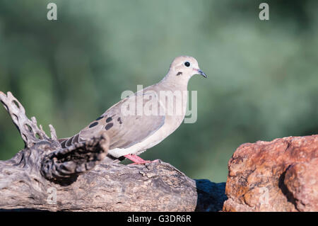 Mourning Dove, Zenaida Macroura, Green Valley, Arizona, USA Stockfoto