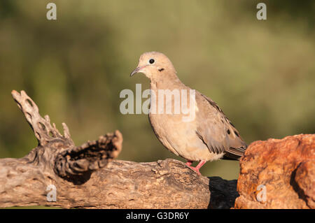 Mourning Dove, Zenaida Macroura, Green Valley, Arizona, USA Stockfoto