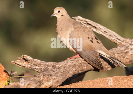 Mourning Dove, Zenaida Macroura, Green Valley, Arizona, USA Stockfoto