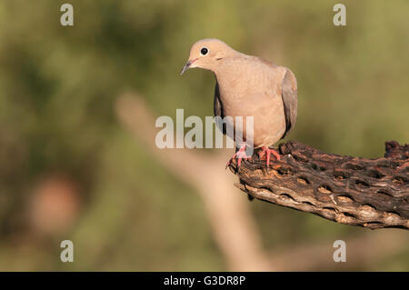 Mourning Dove, Zenaida Macroura, Green Valley, Arizona, USA Stockfoto