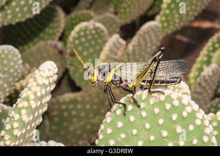 Western Pferd Lümmel Grasshopper, Taeniopoda Eques, Green Valley, Arizona, USA; Eingeborener nach SW USA und Nordmexiko Stockfoto