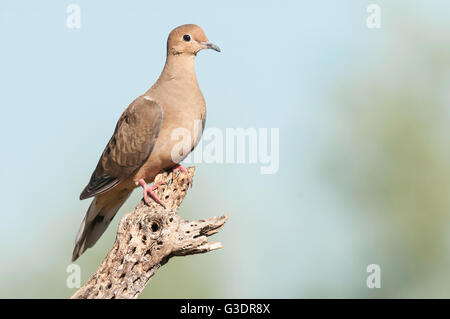 Mourning Dove, Zenaida Macroura, Green Valley, Arizona, USA Stockfoto