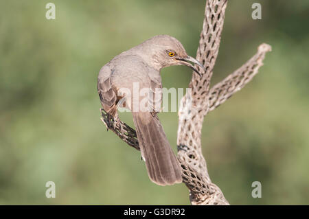 Kurve-billed Thrasher, Toxostoma Curvirostre, Green Valley, Arizona, USA Stockfoto