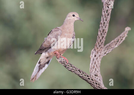 Mourning Dove, Zenaida Macroura, Green Valley, Arizona, USA Stockfoto