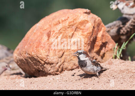 Haussperling, Passer Domesticus, Männlich, Green Valley, Arizona, USA Stockfoto