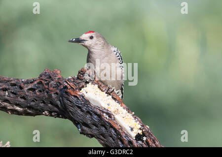 Gila Specht, Melanerpes Uropygialis, Männlich, auf einem Talg Feeder, Green Valley, Arizona, USA Stockfoto