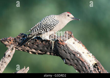 Gila Specht, Melanerpes Uropygialis, Männlich, auf einem Talg Feeder, Green Valley, Arizona, USA Stockfoto