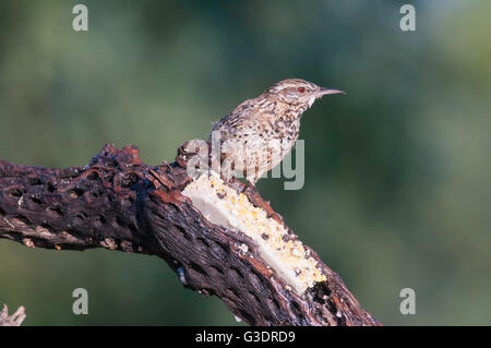 Kaktus-Zaunkönig, Campylorhynchus Brunneicapillus an Talg Feeder, Green Valley, Arizona, USA Stockfoto