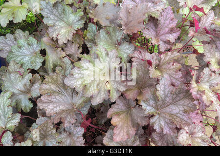 Purpurglöckchen Blätter im Frühjahr Closeup Makro Hintergrund Stockfoto