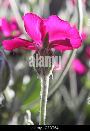 Die hellen Kirschrot rosa Blume Silene Coronaria auch bekannt als Rose Campion oder Dusty Miller, Hintergrundbeleuchtung durch niedrige Abend Sonnenlicht. Stockfoto