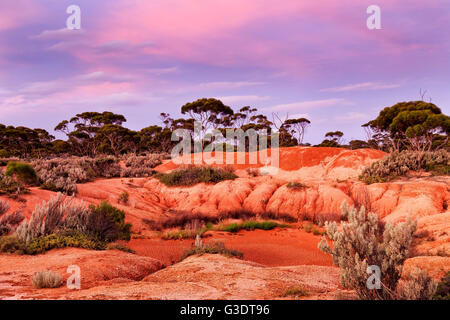 Getrocknetes Billabong-Wasserloch im australischen Outback rote Erde von Western Australia bei Sonnenuntergang. Trockenem trockenen Boden mit seltenen Eukalyptus t Stockfoto