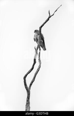 Honomalino, Kona Hema zu bewahren, The Nature Conservancy, Big Island, Hawaii, ʻio (Buteo Solitarius) thront auf Toten ' Ohia Branch Stockfoto