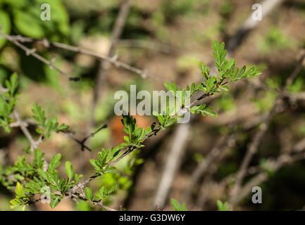 Syringa afghanica Stockfoto