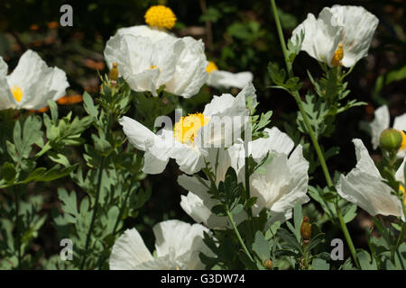 Romneya coulteri Stockfoto