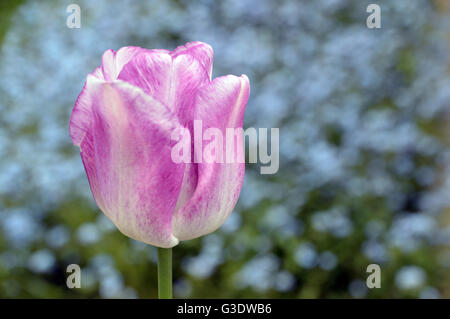 Einzelne Shirley Tulpe Blüte auf floraler Hintergrund Stockfoto