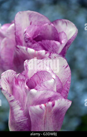 Zwei Shirley Tulip Blütenköpfe auf floraler Hintergrund Stockfoto