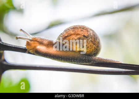 Gegenlicht Schnecke auf einem Zweig hautnah Stockfoto