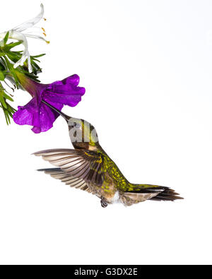 Ruby – Throated Kolibris Nektar zu sammeln. Stockfoto