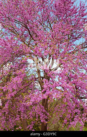 Blühenden Judasbaum (Cercis Siliquastrum) auf Pilion Halbinsel, Thessalien, Griechenland Stockfoto