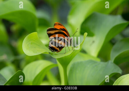 Ein Schmetterling, thront auf einem Blatt. Stockfoto