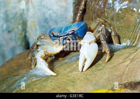 Blaue Krabbe Fütterung in einem Strom, Christmas Island, Australien Stockfoto