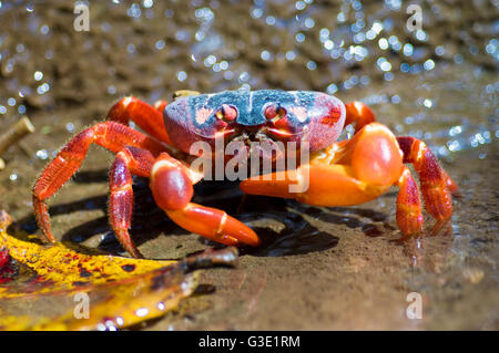 Weihnachtsinsel rote Krabbe (Gecarcoidea Natalis) Fütterung auf ein Blatt in einem Süßwasser-Stream. Weihnachtsinsel, Australien. Stockfoto