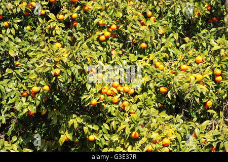 Frischen, reifen Bio-Orangen hängen an einem Orangenbaum Stockfoto