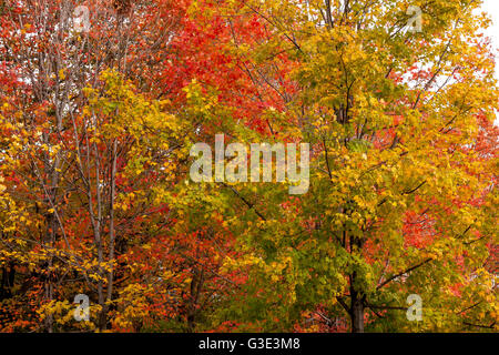 Herbstblätter auf Bäumen, farbenfrohe rot-gelbe und goldene Blätter Stockfoto