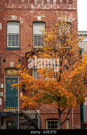 Haus mit einer grünen Tür in Georgetown, Washington DC im Herbst/Herbst, mit einem Baum mit goldenen Blättern bedeckt, Washington DC, USA Stockfoto