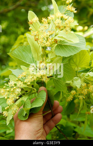 Gemeinsamen Kalk oder Linden Baum. Tilia Platiphyllos. Stockfoto