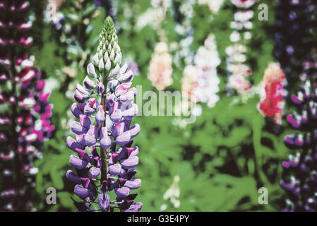 Löwenmaul lila und rosa Blüten im Frühjahr Stockfoto