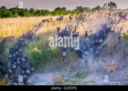 Gnus, Connochaetes Taurinus, Überquerung des Mara Flusses mit zwei Löwinnen, Panthera Leo, in der Verfolgung Stockfoto