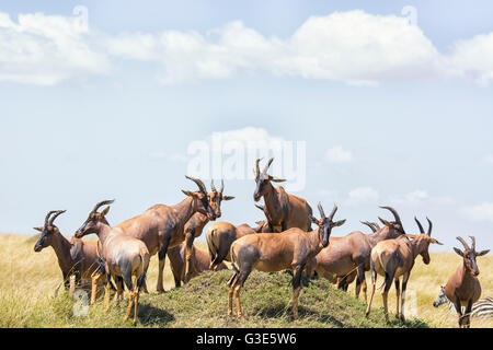 Herde von Topi, Damaliscus Lunatus, gesammelt auf einer Termite-Hügel in der Masai Mara, Kenia, Ostafrika Stockfoto