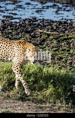 Eine Erwachsene Geparden, Acinonyx Jubatus, Wandern, auf der Suche nach Beute, Masai Mara National Reserve, Kenia, Ostafrika Stockfoto