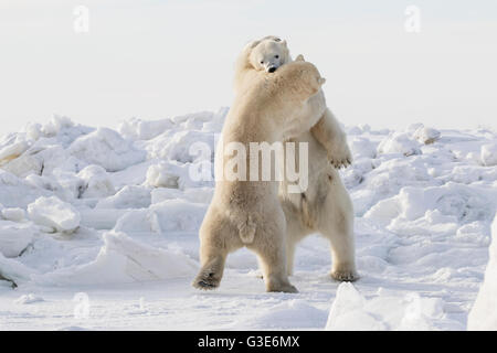 Eisbären (Ursus Maritimus) sparring auf der Küste der Hudson Bay; Churchill, Manitoba, Kanada Stockfoto