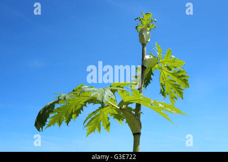 Heracleum Mantegazzianum, allgemein bekannt als Riesenbärenklau Stockfoto