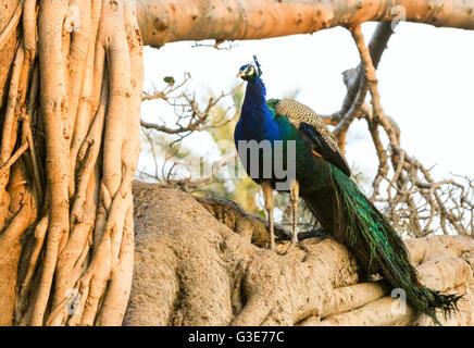 Pfau, sitzen im Banyan Tree, Ranthambore Nationalpark, Indien Stockfoto