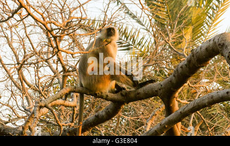 Gemeinsame oder Hanuman Langur Affe (Semnopithecus Entellus) sittingi in einem Baum, Ranthambore Nationalpark, Rajasthan, Indien Stockfoto