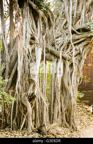 Banyan Tree Wurzeln, Ficus feige, Nationalbaum von Indien, Ranthambore Nationalpark, Indien Stockfoto