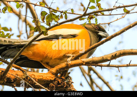 Rufous Treepie Vogel sitzt auf einem Baum im Ranthambore Nationalpark, Indien Stockfoto