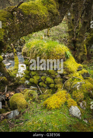 Moos bedeckt, Baumstämme und Trockenmauer, schottischen Glen, Western Highlands Stockfoto