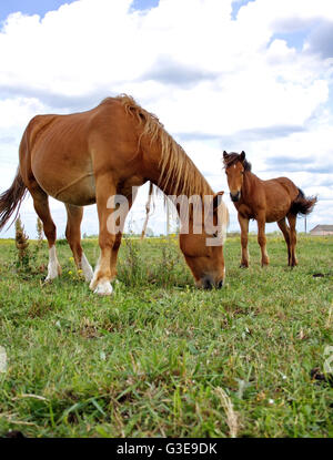 zwei Pferde grasen im Sommer auf einer Wiese im Sommertag Stockfoto