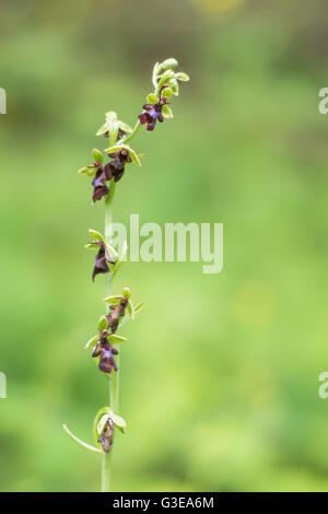 Orchidee (Ophrys Insectifera) Blütenstiel zu fliegen. Seltene Orchidee Blütenstand der Pflanze in der Familie Orchidaceae, wächst im Wald Stockfoto