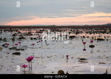 Schöne rosa Lotusblumen im See, Fotoarchiv Stockfoto