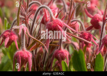 Prairie Smoke Flower, Geum triflorum Stockfoto