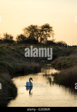 Ein Höckerschwan im Oare Marshes Naturreservat in Kent. Stockfoto