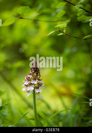 Eine einsame Lady Orchidee (Orchis Purpurea) im Bonsai Bank, Denge Woods, Kent. Stockfoto