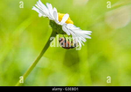 Marienkäfer Klettern eine Daisy Blume Stockfoto