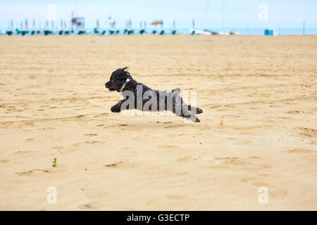 Schwarzen Havaneser Hund auf dem Sand des Strandes mit einem gelben Ball spielen Stockfoto